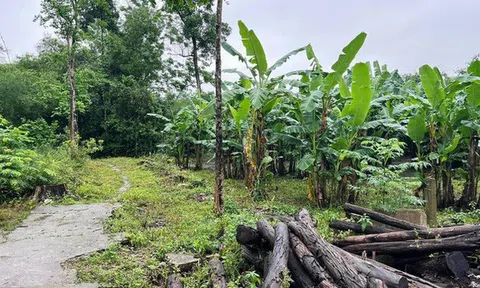 Lỗi đánh máy, lô 'đất làng' có giá khởi điểm 45 triệu đồng/m2 gây choáng