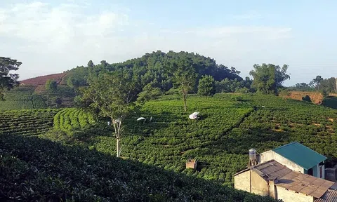 Thái Nguyên: Không “nhường” đất trồng chè cho dự án